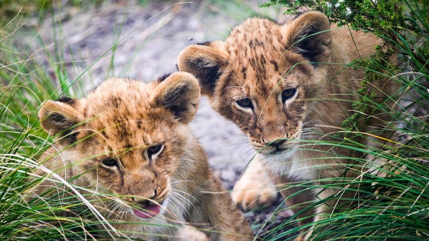 两只小狮子在动物园玩耍
